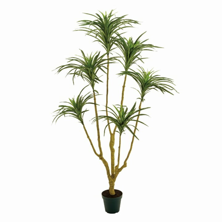 楽天市場】人工観葉植物 ユッカプラント ×6 高さ135cm （P203-fg11544 