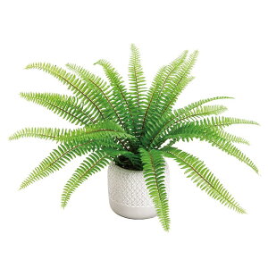 �l�H�ϗt�A�� �^�}�V�_ �|�b�gS ����25cm �iP190-fz241) �i������s�j �C���e���A�O���[�� �t�F�C�N�O���[��