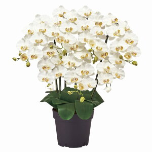 tFCNO[ sAI[Lbh7{it@mj N[zCg G}H 75cm iP217-zv6200-1) isj  Ӓ