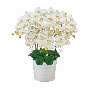 tFCNO[ sAI[Lbh7{it@mj N[zCg G}H 78cm iP217-zv6700w-1) isj  Ӓ