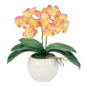 tFCNO[ sAI[Lbh2{iVF[t@mj x_[CG[ G}H 35cm iP216-zv8072-104) isj  Ӓ