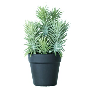 lHϗtA ZlVI |bg 30i1j991121 A TCY CeA tFCNO[  POT SUCCULENT ip99j