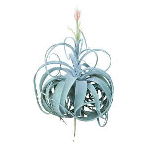 lHϗtA LZOtBJ sbN ԕti1j991171 GAvc sbN^Cv CeA tFCNO[  AIRPLANT PICK ip159j