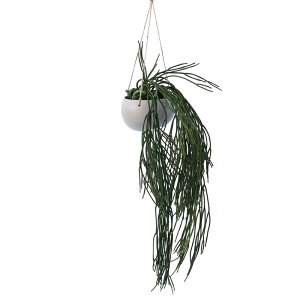 lHϗtA vTX nMO |bg 50i1j991191 ݂邵^Cv nLOO[ CeA tFCNO[  HANGING ip130j