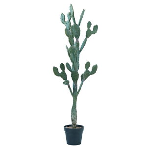 lHϗtA E`T{e |bg 130i1j991570 T{e rOAItBXTCY CeA tFCNO[  CACTUS ip113j