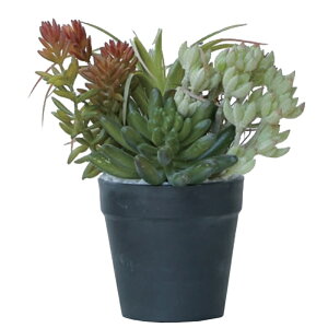 lHϗtA ~jAWg |bg SA 21i1j991781 A TCY CeA tFCNO[  POT SUCCULENT ip103j