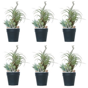 lHϗtA ~jAWg |bg SD 27i6j991810 A TCY CeA tFCNO[  POT SUCCULENT ip103j