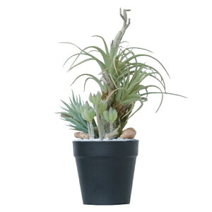 lHϗtA ~jAWg |bg SD 27i1j991811 A TCY CeA tFCNO[  POT SUCCULENT ip103j