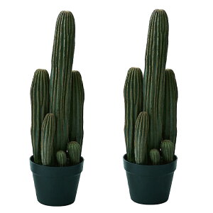 lHϗtA T{e |bg 63i2j991850 T{e ȕTCY CeA tFCNO[  CACTUS ip111j