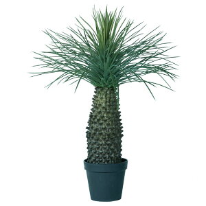 lHϗtA bJ Xg[^ |bg 91i1j991960 ؃|bg rOAxeTCY CeA tFCNO[  GARDEN PLANT ip87j