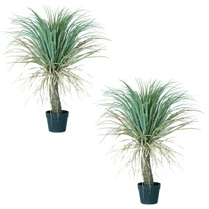 lHϗtA bJ |bg 85i2j991970 ؃|bg ȕTCY CeA tFCNO[  GARDEN PLANT ip85j