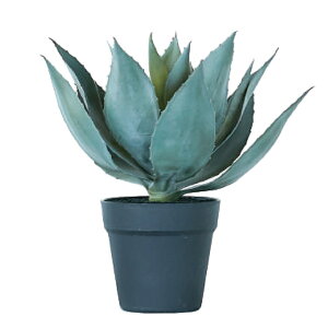 lHϗtA AKx |bg 32i1j992181 A A^̏uTCY CeA tFCNO[  POT SUCCULENT ip95j