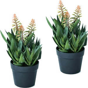 lHϗtA AG sN  |bg42i2j992480 A A^̏uTCY CeA tFCNO[  POT SUCCULENT ip99j