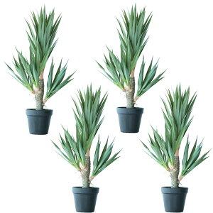 lHϗtA AKx TCU[i |bg 58i4j992500 A A^̏uTCY CeA tFCNO[  POT SUCCULENT ip99j