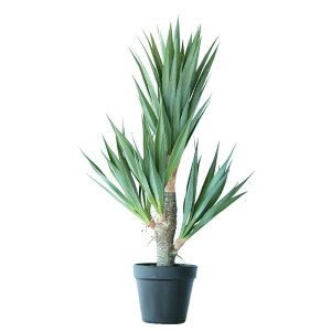 lHϗtA AKx TCU[i |bg 58i1j992501 A A^̏uTCY CeA tFCNO[  POT SUCCULENT ip99j