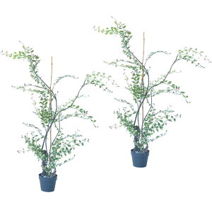 lHϗtA Cx[ |bg 125i2j992520 ؃|bg rOAItBXTCY CeA tFCNO[ GARDEN PLANT ip23j