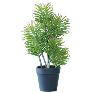 lHϗtA ZlVI |bg 30i1j992931 A TCY CeA tFCNO[  POT SUCCULENT ip93j