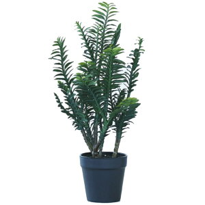 lHϗtA yfBTX |bg 38i1j992941 A A^̏uTCY CeA tFCNO[  POT SUCCULENT ip93j