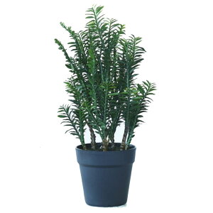 lHϗtA yfBTX |bg 45i1j992951 A A^̏uTCY CeA tFCNO[  POT SUCCULENT ip93j