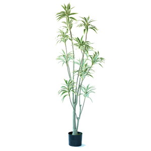 lHϗtA \OIuW}CJ |bg 180i1j993000 ؃|bg ցALԃTCY CeA tFCNO[  GARDEN PLANT ip57j