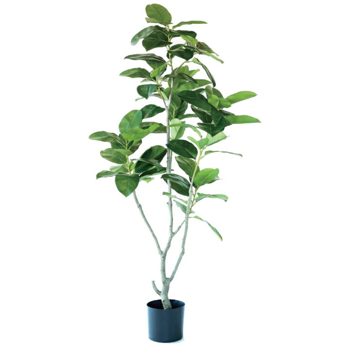 楽天市場】人工観葉植物 フィカス ベンガレンシス ポット 170（1個入り 