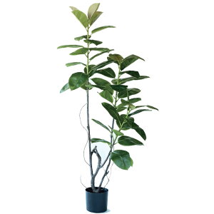 lHϗtA tBJX \tBA |bg 180i1j993060 ؃|bg ցALԃTCY CeA tFCNO[ GARDEN PLANT ip30j