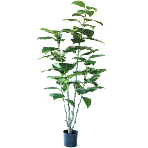 lHϗtA tBJX xKVX |bg 195i1j993080 ؃|bg ցALԃTCY CeA tFCNO[ GARDEN PLANT ip27j