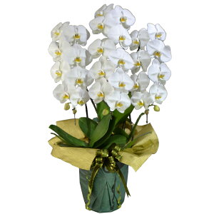  ֌Ӓ 3{ 30֒x ڂ݊܂ i3F4L-P1015jisj j JXj Ij  _񗖔_ bsOo