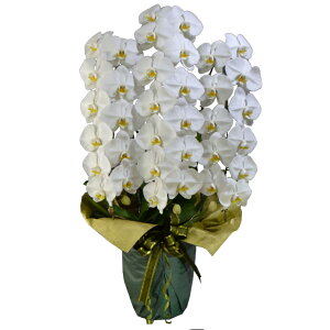  ֌Ӓ 3{ 39֒x ڂ݊܂ iS3F6L-P1017jisj j JXj Ij  _񗖔_ bsOo