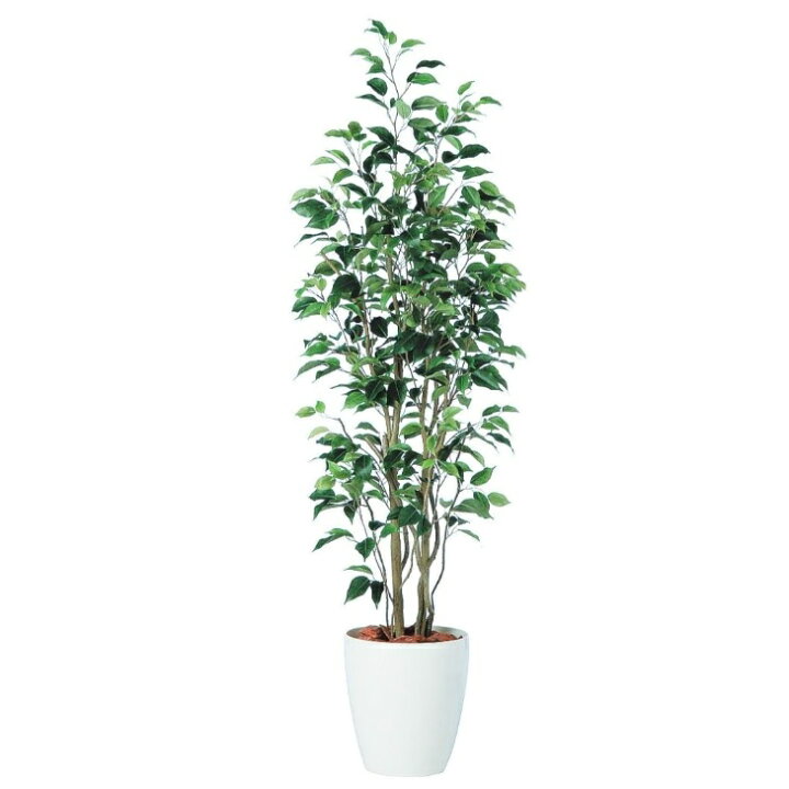 楽天市場】人工観葉植物 ベンジャミン スリム FST 150 ポット付き 高さ 