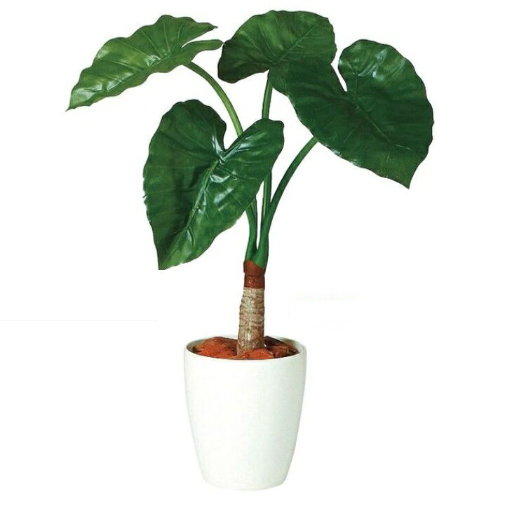 楽天市場】人工観葉植物 クワズイモ シングル 70 ポット付き 高さ70cm 