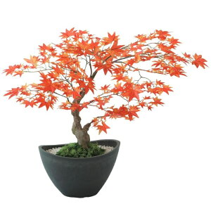 lHϗtA }~W {E RED |bgt 45cm iP121-99520) isj CeAO[ tFCNO[