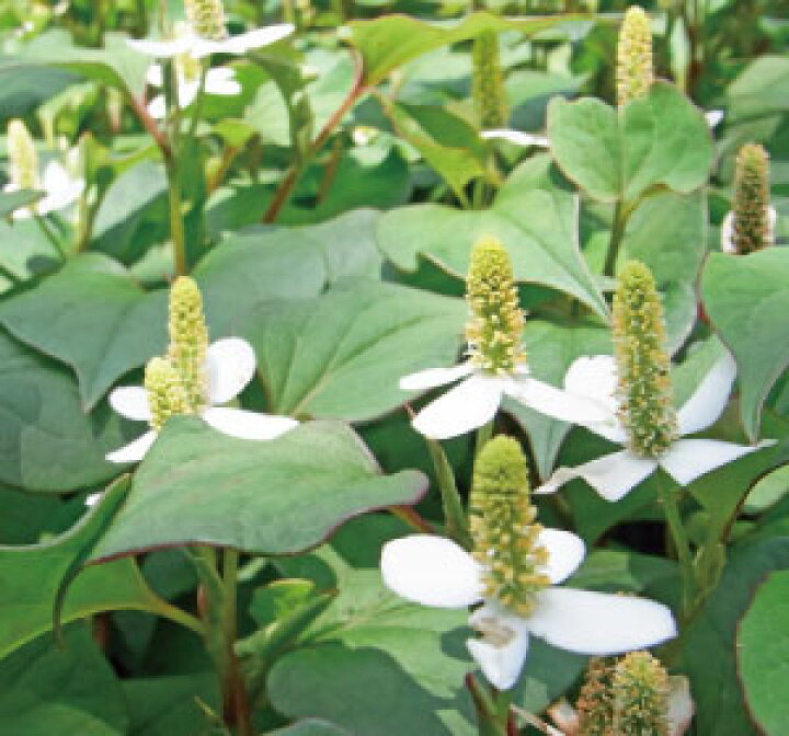楽天市場 送料無料 国産 どくだみ茶 無添加100 パウダー 50g サンプル ドクダミ茶 どくだみ ドクダミ 無添加 健康茶 お茶 粉 粉末 粉末茶 青汁 ポイント消化 10p05nov16 健康 野草茶センター