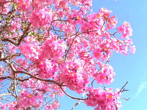 楽天市場 無添加100 パウダー マ行 紫イペ 健康 野草茶センター