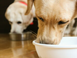 n   ybgpn@Ԑg98@ɂɕ֗ȏ^Cv@Y hbOt[h ybg @тȂ݃AbvIIy[Xg~` 50g×20P 1kg yVŏEȂ̂őNx