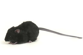 ぬいぐるみ クロネズミ ブラック W5cm H6cm D12cm