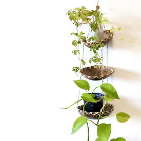 楽天市場 観葉植物 吊り下げ インテリア 寝具 収納 の通販