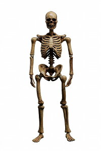 101gCY 1/12 p[GtV[Y XPg {fB IWi Ver.@hς݊ik101gCYl