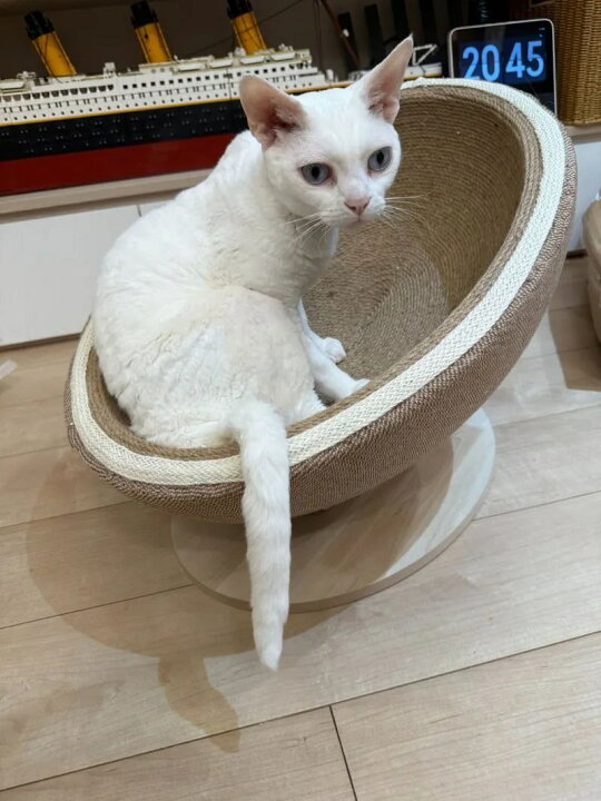 楽天市場】猫 爪とぎ 卵型デザイン 天然サイザル麻 猫ベッド 48cm 広々 