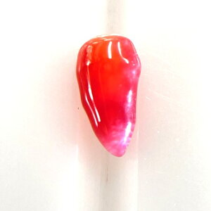 �R���N�p�[���@0.23ct�@�\�[�e�B���O�t�����[�X�@conch pearl