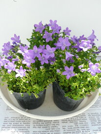 楽天市場 苗 カンパニュラの通販