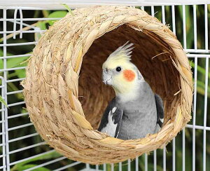 ybgpi    킢  CR IE  E   m ҂ ʋC xbh VF^[ Vv  nEX