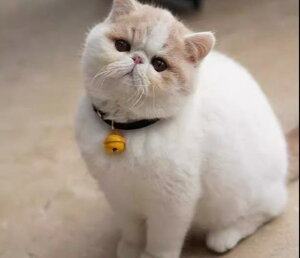   L ybg ObY 킢    S obN x  TCg Vv