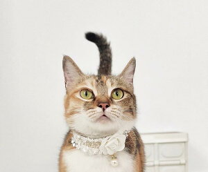   L ybg ObY 킢    GKg ߉\ p[ { lN^C Vv  o  [Y t [X  cC[h LL CXg[