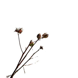 �^�I�� ���f�B�[�X �����Y �� �唻 �K�[�[ ���炩 �z�� ���^�I�� ���� ���n �y�A �v�w ���i�g��