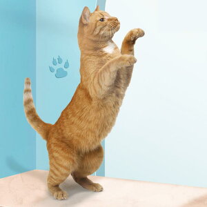 Lp Lgl S^ ܂肽ݎ ybgߋ Lk\ XgX u[ CG[