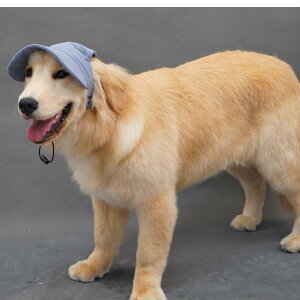 Xq ybgp  Lp 悯Xq Ăh~ x[X{[Lbv efB R[M[ 킢 R[fC n tďH~ I[V[Y JWA hbOEFA ANZT[ ? 