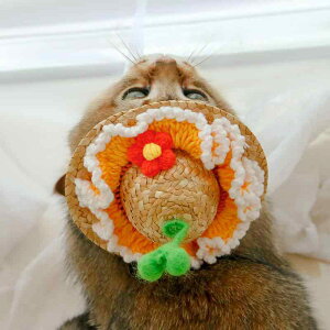 Xq ybgp t jbgXq ԕ L  킢 ʐ^Be RXv  S M