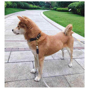  ^p ybgp  v iC _炩 p p[h efB S[fgo[ U P ubN uE L U[ (x2)