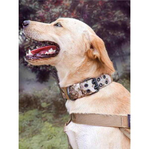   ^ ^ ybgpi ʕ |GXe v Up 蕨 F 